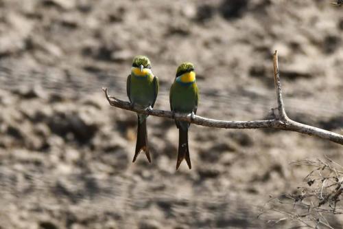 Guêpiers à queue d'aronde