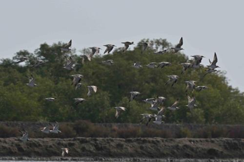Bécasseaux de l'Anadyr