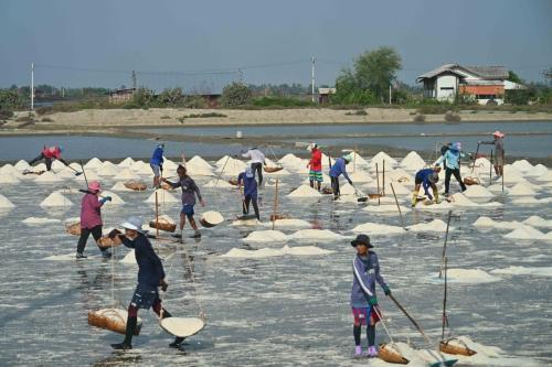 Récolte du sel à Laem Phak Bia