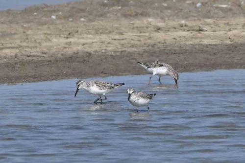 Bécasseaux falcinelles