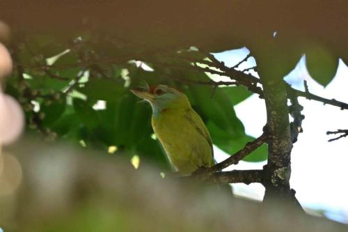 Barbu à gorge bleue