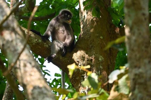 Semnopithèque obscur