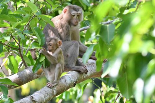 Macaques de Birmanie
