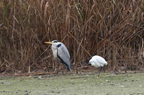 Héron cendré et aigrette garzette