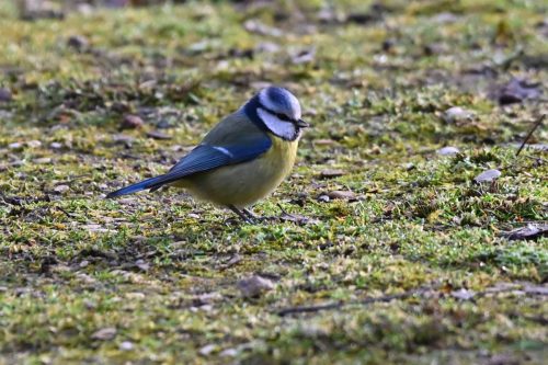 Mésange bleue