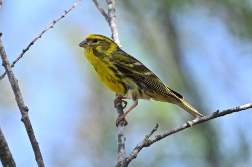 Serin cini