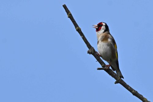 Chardonneret élégant