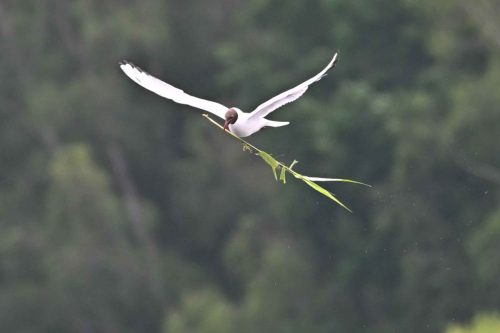 Mouette rieuse