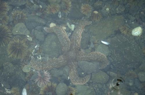 Sortie en mer vers Peterson Bay