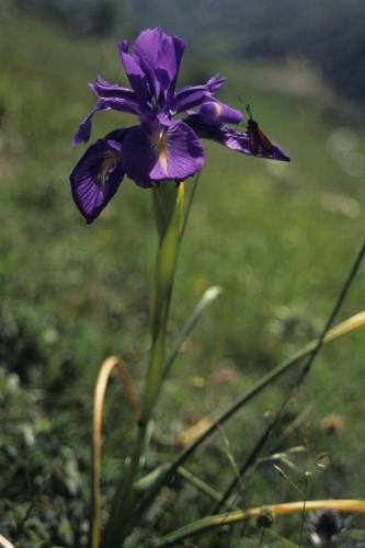 Iris