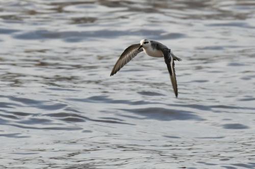 Phalarope à bec large