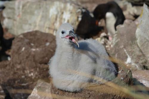 Albatros à sourcils noirs