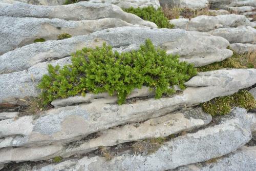 Boxwood (Hebe elliptica)