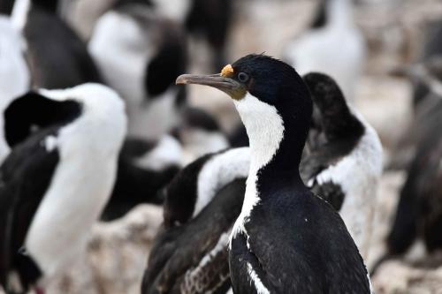 Cormorans impériaux