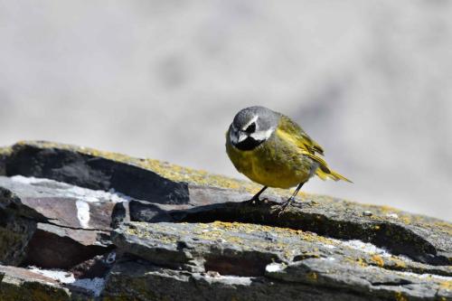 Mélanodère à sourcils blancs