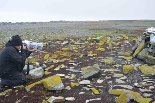 Bécassine de Magellan