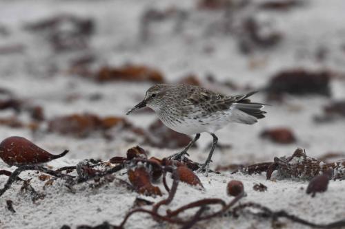 Bécasseau de Bonaparte