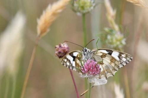 Demi-Deuil (Melanargia galathea)