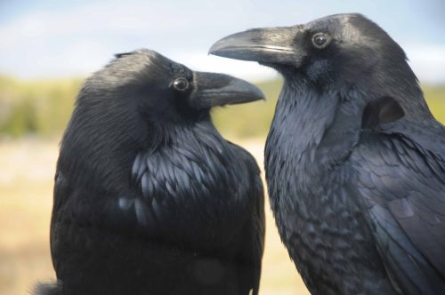 Grands corbeaux gentiment installés sur le capot de notre voiture !