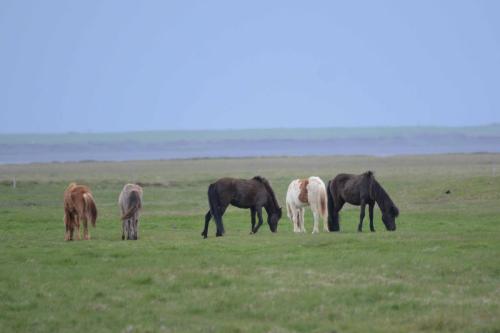 Chevaux islandais