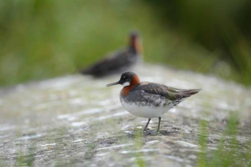Phalarope à bec étroit