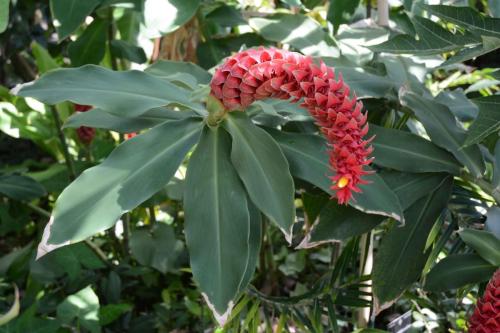 Jardin botanique