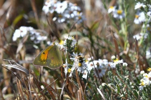 Papillon