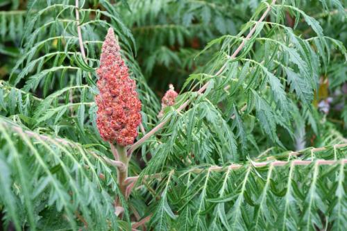 Jardin exotique de Ponteilla