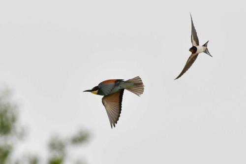 Guêpier d'Europe et Hirondelle rustique