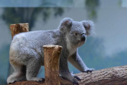 Koala