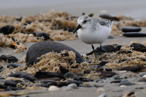 Bécasseau sanderling