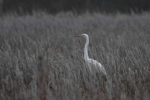 Grande aigrette