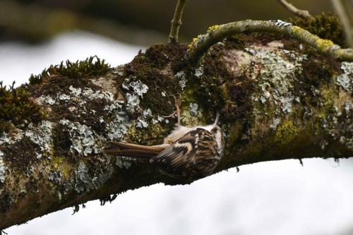 Grimpereau des jardins