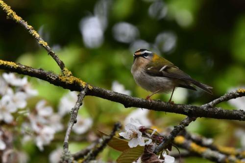 Roitelet à triple bandeau