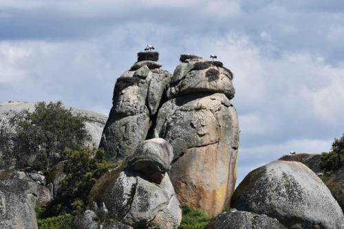 Cigognes blanches à Los Barruecos
