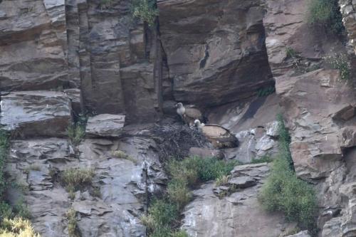 Vautours fauves à La Tajadilla
