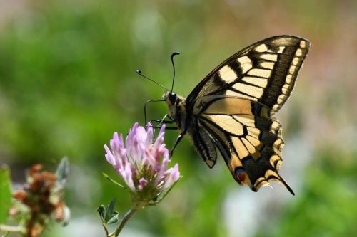 Machaon