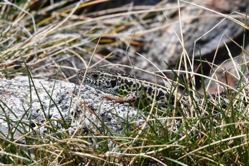 Lézard vert ibérique  (Lacerta schreiberi)