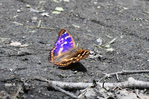 Petit Mars changeant