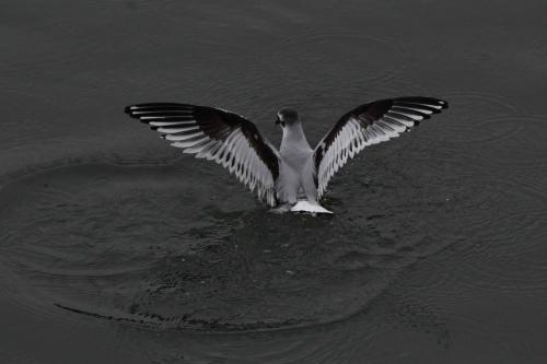 Mouette pygmée (1ère année)