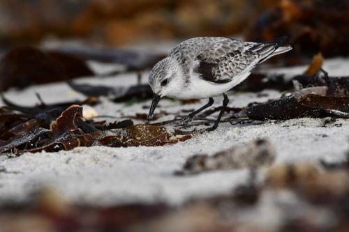 Bécasseau sanderling