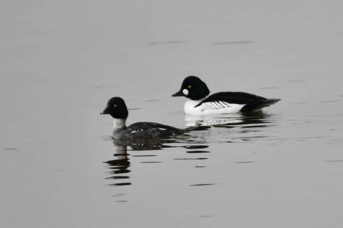 Garrots à oeil d'or