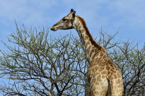 Girafe