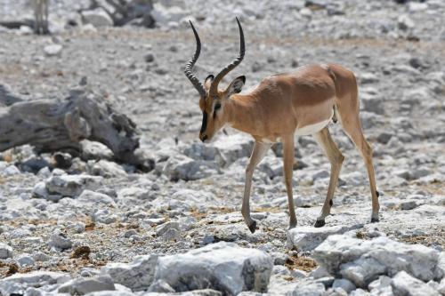 Impala à face noire