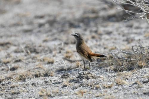 Agrobate du Kalahari