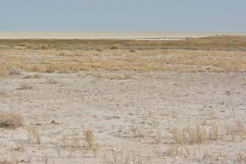 Sur le bord du Pan, immense dépression (5000 km2) parfois inondée