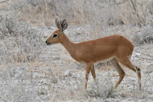 Steenbok