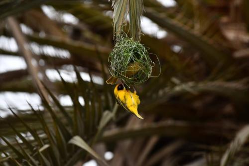 Tisserin à tête rousse