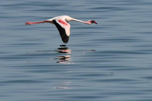 Flamant nain