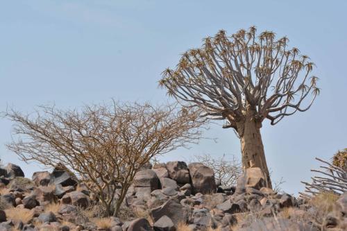 Quiver tree forest